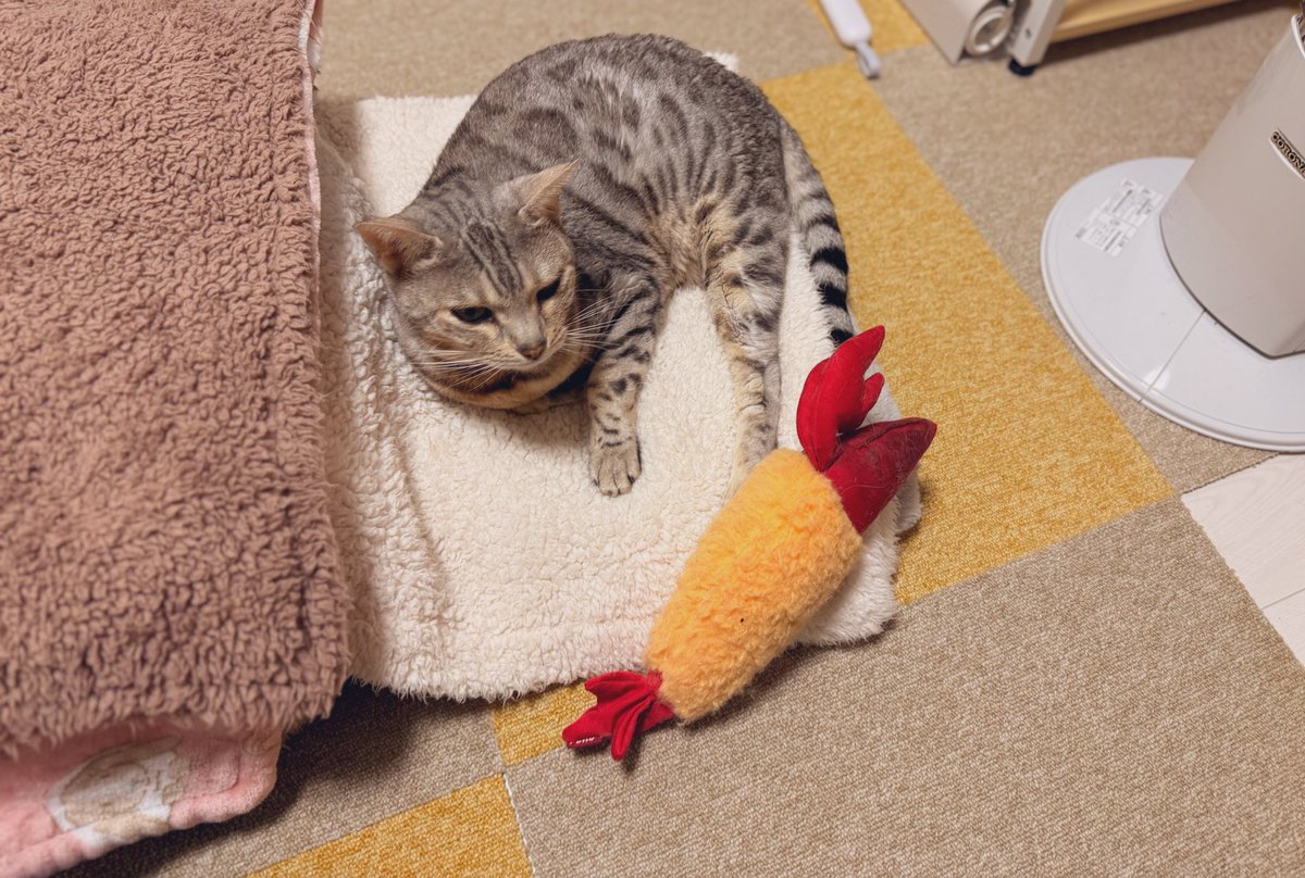 ooooliveeee's tweet image. 骨も目立ち痩せてきてるのでベッドを工夫しなきゃなーと思いつつ、今手持ちの低反発系は飼い主が椅子で使ってたニトリのジェルシートがあったので、あれをブランケット下に忍ばせたら早速使ってくれてた😊いずれ毛繕いも難しくなるだろうな。体圧分散も大事だから考えていかなきゃね🤔🐈