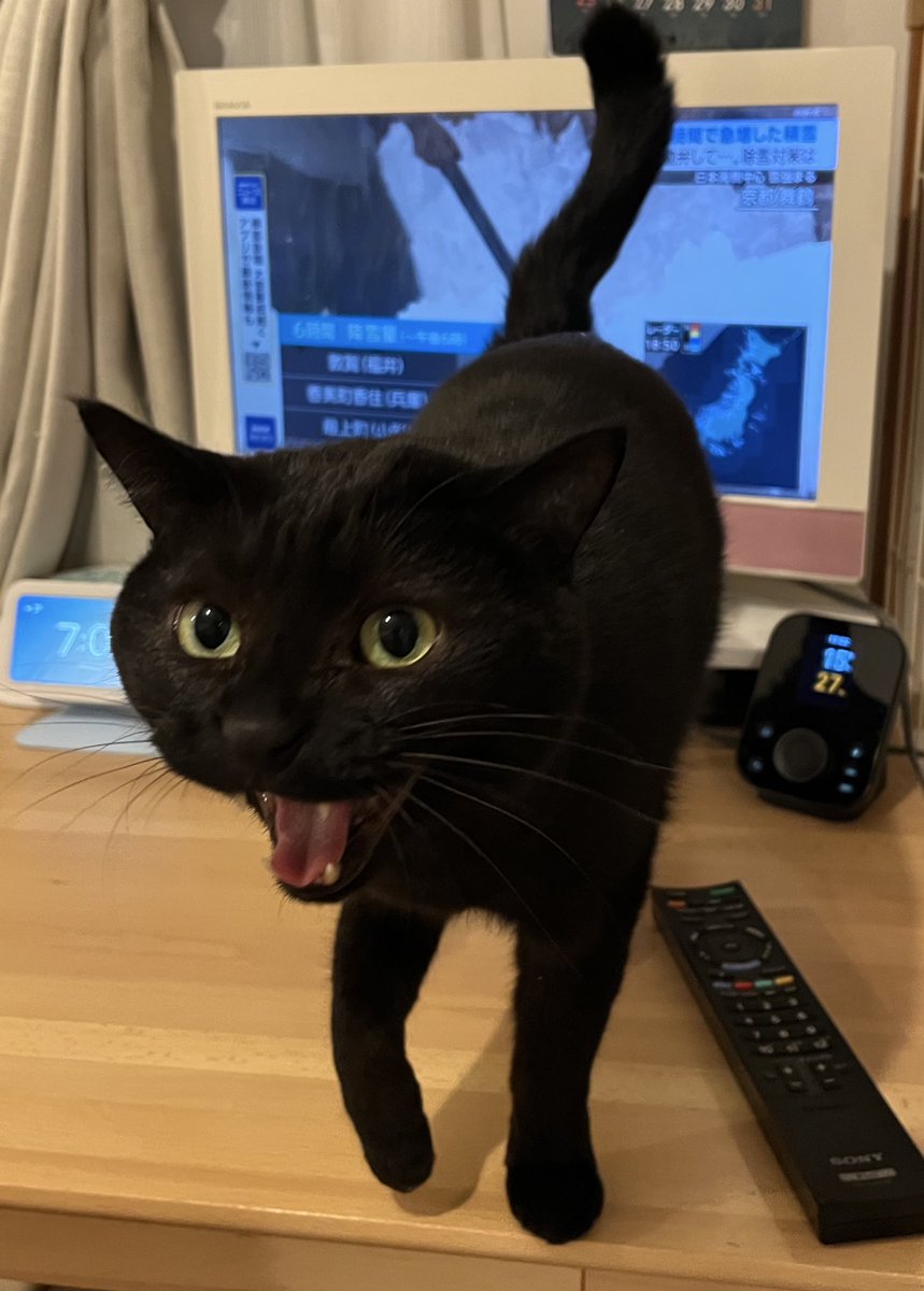 punoco's tweet photo. かあああちゃん！ https://t.co/a5gGvWNntK