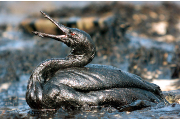 ninon13008's tweet photo. #LesAnnées70DansUnTitre
Les oiseaux s'engluent pour mourir 😰🤮🤮
18 mars 1978 Amoco Cadiz https://t.co/5rNJtxtMxu