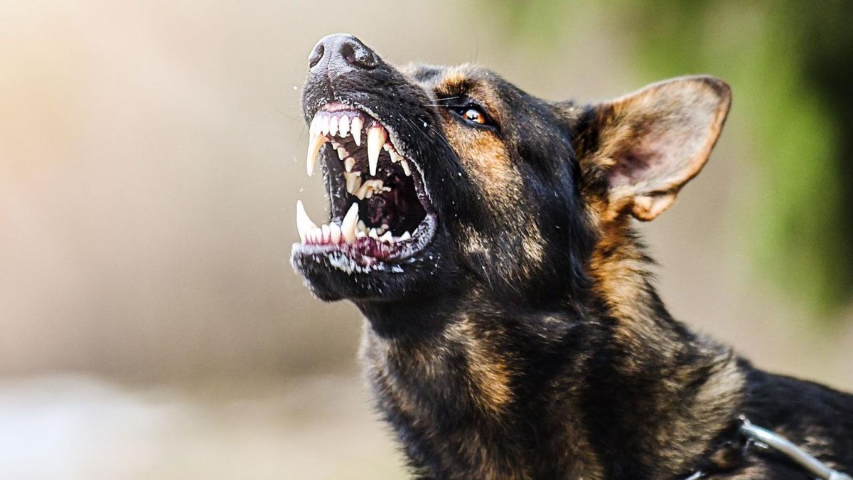 🔴 SON DAKİKA | Mardin’de oyun oynarken başıboş köpeklerin saldırısına uğrayan 4 yaşındaki Nazlı Aldemir, ağır yaralandı.