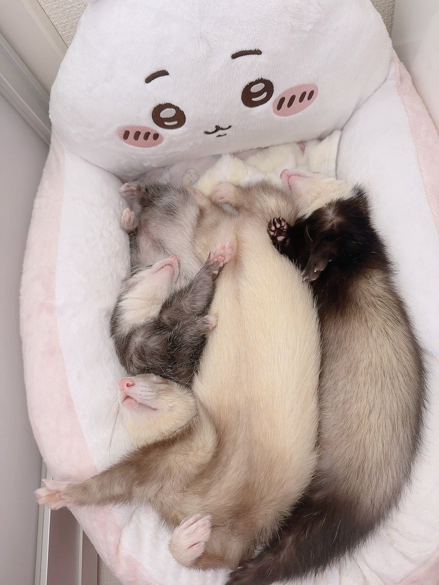 ちいかわ！ちいかわ！Chiikawa💕🥺

わァ…………ぁ……😭