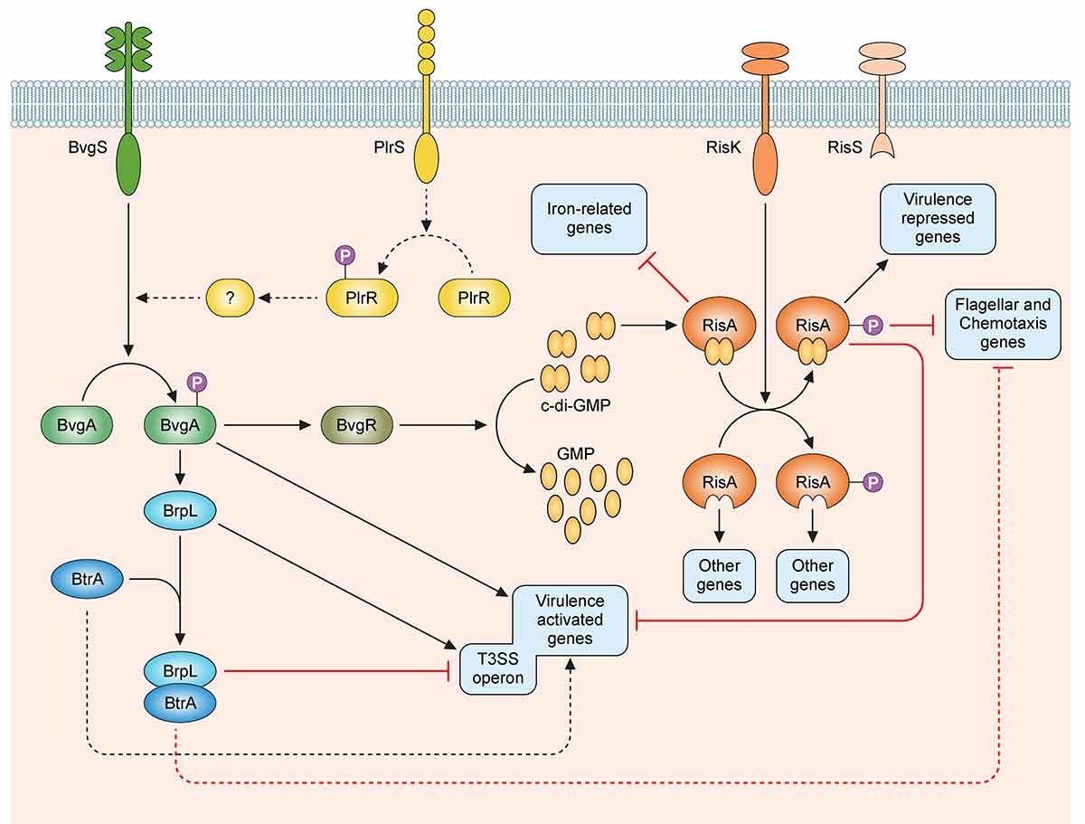 DraWataru's tweet image. Pathogenicity and virulence of Bordetella pertussis and its adaptation to its strictly human host | Virulence

(tandfonline.com/doi/full/10.10…)