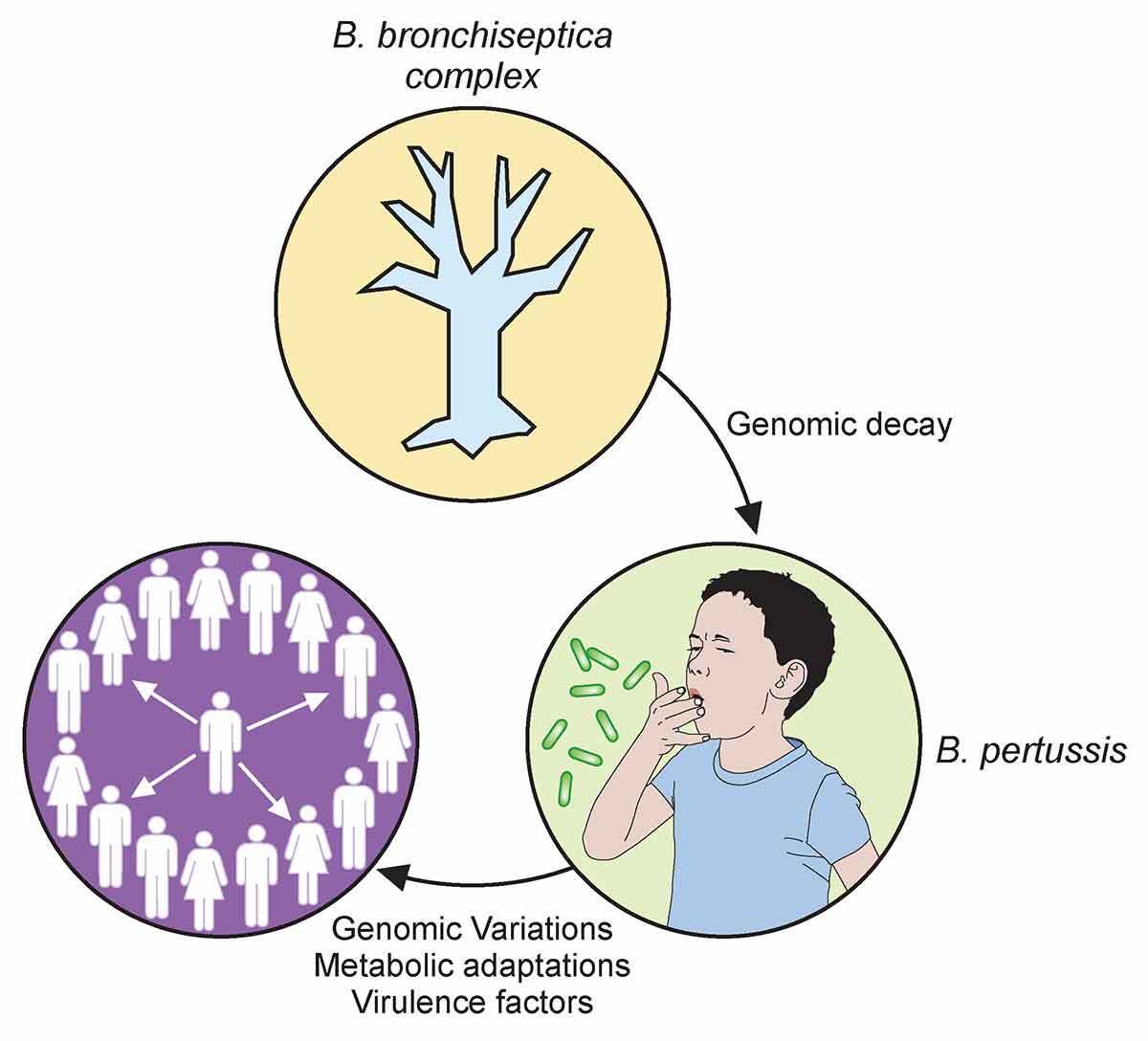 DraWataru's tweet image. Pathogenicity and virulence of Bordetella pertussis and its adaptation to its strictly human host | Virulence

(tandfonline.com/doi/full/10.10…)