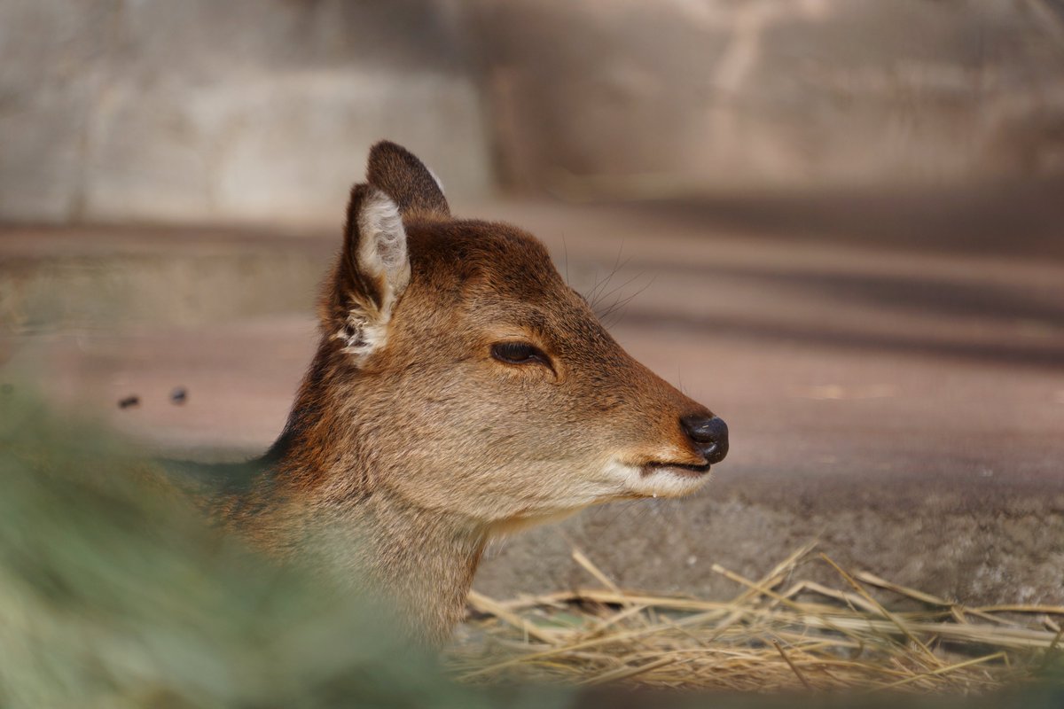 shot ニホンジカ 久しぶりに井の頭公園、自然文化園でニホンジカ🥰