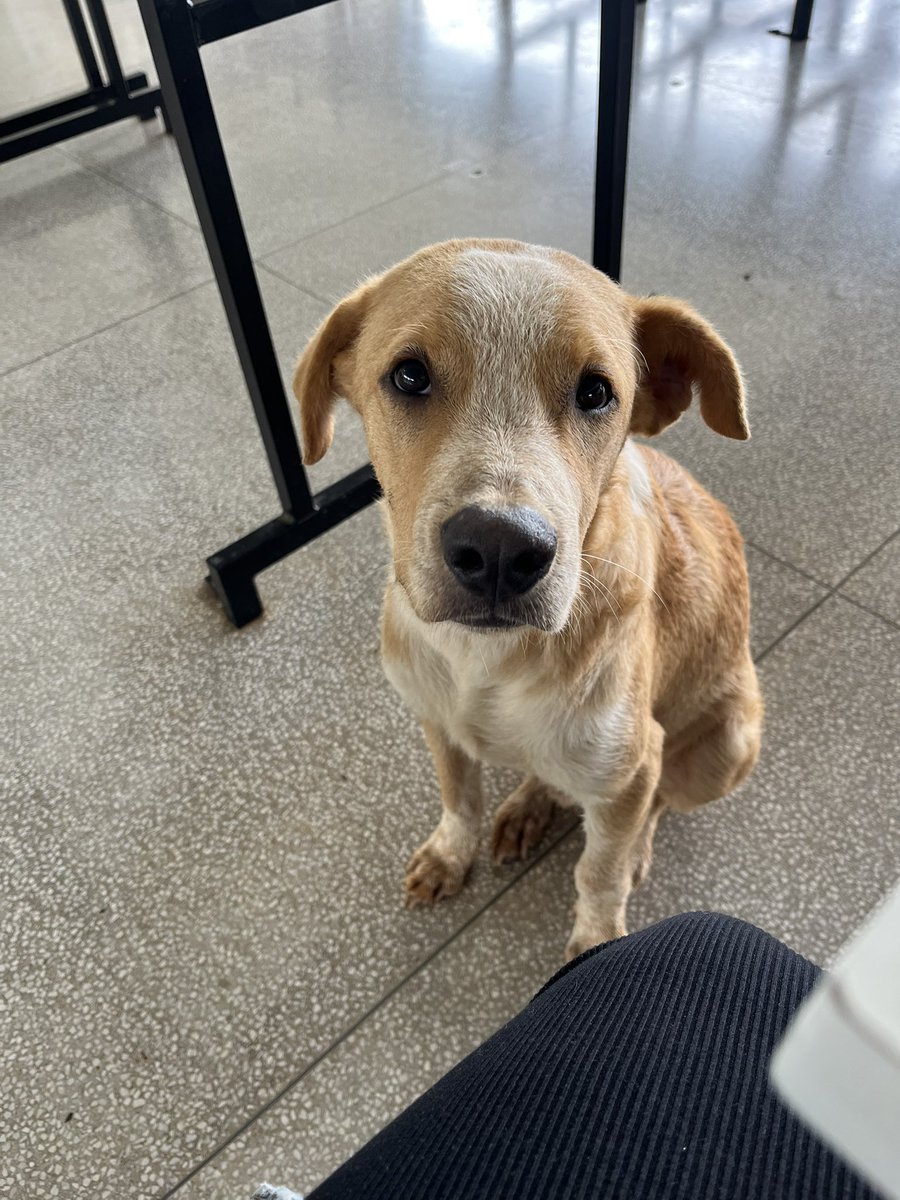 1NAUDIVEL's tweet image. tentando comer em paz no ru ai ele aparece com essa cara