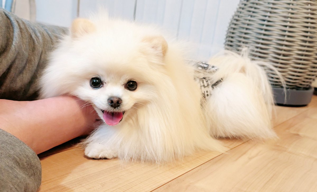 おこめ屋 (@chimaki0328) / Posts / X