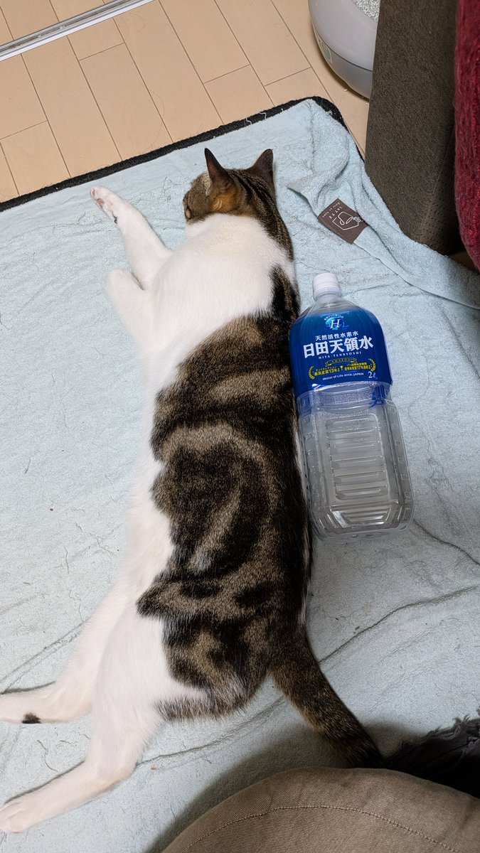 RT @purinbunta: にゃろめ🐣がどんどん大きくなってます‼️🐣😊