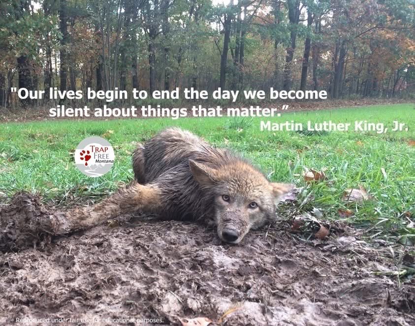nasrene41's tweet photo. End #trapping.
"Our lives begin to end the day we become silent about things that matter." ~ Martin Luther King, Jr.
Call, email, write your legislators. Participate in Fish & Wildlife meetings. Speak up! VOTE for #wildlife!
#StopTrapping #EndTrapping #respectwildlife #coyote https://t.co/ZpFX22s1Gi