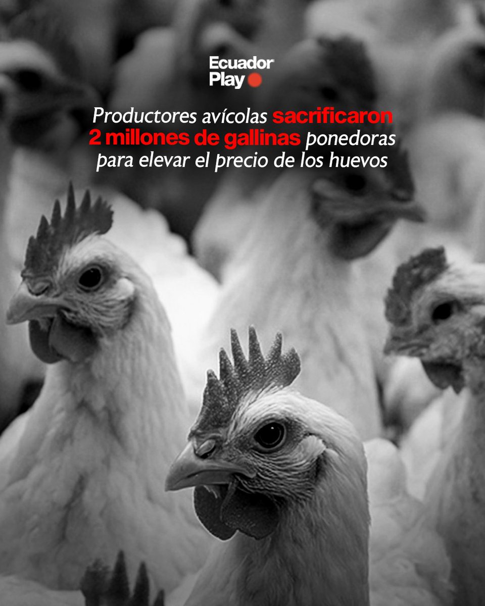 🐓 Productores avícolas sacrificaron alrededor de 2 millones de gallinas ponedoras como medida para enfrentar la crisis de precios bajos de la cubeta de huevos. La decisión fue tomada antes del comienzo de un nuevo ciclo de producción con la intención de reducir la oferta y