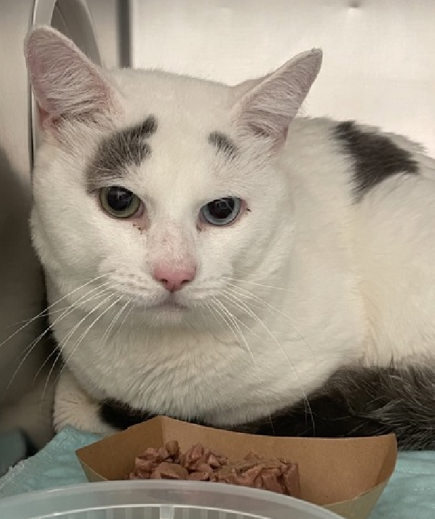 JLthekid9999's tweet photo. ππ WINTER (ID 241894), 5 YO, MALEβ IN QUEENS ACC - came into the shelter as an owner surrender on 11/20/2025, with the surrender reason stated as person circumstance- moving - no pets allowed. ππ πΏ πΏ πΏ πΏ
β‘οΈTBD 01/24/26
β‘οΈ TOO LOW ON PLEDGES TO STIMULATE RESCUE INTEREST
β‘οΈππ 4TH Chance on Emergency Placement List β BEYOND URGENT - NO ROOM IN SHELTER β WILL NOT BE GIVEN MUCH MORE TIME β VERY HIGH EU/SILENT KILL RISK β ππ π±π₯π₯π±
β‘οΈ 64 DAYS IN SHELTER β TOO LONG β TIME IS RUNNING OUT
β‘οΈ WINTER IS ON THE EPL FOR BEHAVIORAL REASONS - He is not thriving in the care center and continues to display distance-increasing behavior when approached for interactions. He has not warmed up significantly despite staff using treats to build a positive association. This designation often means that the cat will be given very little time for rescue/foster/adoption. π₯π₯π₯π₯
Meet Winter! Winter came to ACC when his family had to move into housing with a no-pet policy. He's a shy, sensitive boy who prefers quiet spaces and gentle people. In his previous home he hid at first, then warmed up into a sweet, affectionate companion who liked to lounge, watch the world from the couch, and play softly when he felt safe. Shelter life has been overwhelming for him, but staff can see his gentle nature peek through when things are calm. My Ideal Home Winter needs a patient, experienced adopter who understands shy cats and can give him time to adjust. A predictable, quiet home with cozy hiding spots would help him settle in. Winter has a history of urinating outside the litter box in his previous home, so his adopter should be prepared to work with a veterinarian and set up a supportive environment with multiple clean litter boxes, unscented litter, and low stress. With patience, he can blossom into a calm, steady companion. Good with Kids? Winter lived with children but was described as timid and overwhelmed at times. Because he is fearful in the shelter, we recommend no young children. Older, quiet kids who move slowly and respect his space may be a good fit. Good with Other Pets? Winter has lived with other cats and tended to hide at first, then coexist peacefully. Slow introductions and plenty of safe spaces will be important. We don't know how he feels about dogs, so any dog should be calm, cat-savvy, and introduced gradually-or he may prefer a cat-only home. Other Fun Facts β’ Quiet "couch potato" who loves observing from a comfy spot β’ Enjoys crinkly toys and soft, gentle play β’ Eats both wet and dry food and loves Chicken Temptations β€οΈ π»β€οΈ π»β€οΈ π»
NEEDS OUT OF SHELTER ASAP β
Please RT or pledge, if you can, to save this little one.
@AdamsPaulGrimke
ππΏπThank you