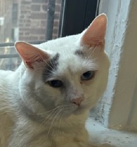 JLthekid9999's tweet photo. ππ WINTER (ID 241894), 5 YO, MALEβ IN QUEENS ACC - came into the shelter as an owner surrender on 11/20/2025, with the surrender reason stated as person circumstance- moving - no pets allowed. ππ πΏ πΏ πΏ πΏ
β‘οΈTBD 01/24/26
β‘οΈ TOO LOW ON PLEDGES TO STIMULATE RESCUE INTEREST
β‘οΈππ 4TH Chance on Emergency Placement List β BEYOND URGENT - NO ROOM IN SHELTER β WILL NOT BE GIVEN MUCH MORE TIME β VERY HIGH EU/SILENT KILL RISK β ππ π±π₯π₯π±
β‘οΈ 64 DAYS IN SHELTER β TOO LONG β TIME IS RUNNING OUT
β‘οΈ WINTER IS ON THE EPL FOR BEHAVIORAL REASONS - He is not thriving in the care center and continues to display distance-increasing behavior when approached for interactions. He has not warmed up significantly despite staff using treats to build a positive association. This designation often means that the cat will be given very little time for rescue/foster/adoption. π₯π₯π₯π₯
Meet Winter! Winter came to ACC when his family had to move into housing with a no-pet policy. He's a shy, sensitive boy who prefers quiet spaces and gentle people. In his previous home he hid at first, then warmed up into a sweet, affectionate companion who liked to lounge, watch the world from the couch, and play softly when he felt safe. Shelter life has been overwhelming for him, but staff can see his gentle nature peek through when things are calm. My Ideal Home Winter needs a patient, experienced adopter who understands shy cats and can give him time to adjust. A predictable, quiet home with cozy hiding spots would help him settle in. Winter has a history of urinating outside the litter box in his previous home, so his adopter should be prepared to work with a veterinarian and set up a supportive environment with multiple clean litter boxes, unscented litter, and low stress. With patience, he can blossom into a calm, steady companion. Good with Kids? Winter lived with children but was described as timid and overwhelmed at times. Because he is fearful in the shelter, we recommend no young children. Older, quiet kids who move slowly and respect his space may be a good fit. Good with Other Pets? Winter has lived with other cats and tended to hide at first, then coexist peacefully. Slow introductions and plenty of safe spaces will be important. We don't know how he feels about dogs, so any dog should be calm, cat-savvy, and introduced gradually-or he may prefer a cat-only home. Other Fun Facts β’ Quiet "couch potato" who loves observing from a comfy spot β’ Enjoys crinkly toys and soft, gentle play β’ Eats both wet and dry food and loves Chicken Temptations β€οΈ π»β€οΈ π»β€οΈ π»
NEEDS OUT OF SHELTER ASAP β
Please RT or pledge, if you can, to save this little one.
@AdamsPaulGrimke
ππΏπThank you