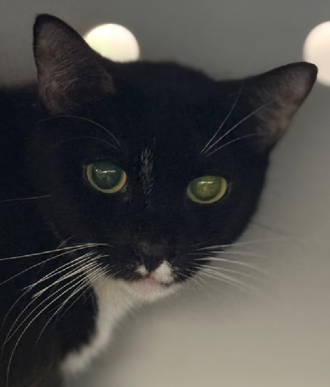 🆘🆘 KUTU (ID 93206), 5 YO, FEMALE –  IN QUEENS ACC - came into the shelter as an owner surrender on 1/12/2026, with the surrender reason stated as person circumstance- moving.    🆘🆘 😿 😿 😿 😿

🆘🆘 UPDATE-UPDATE-UPDATE- KUTU CAME IN WITH BONDED TWIN SISTER KUTI (ID 93207) –