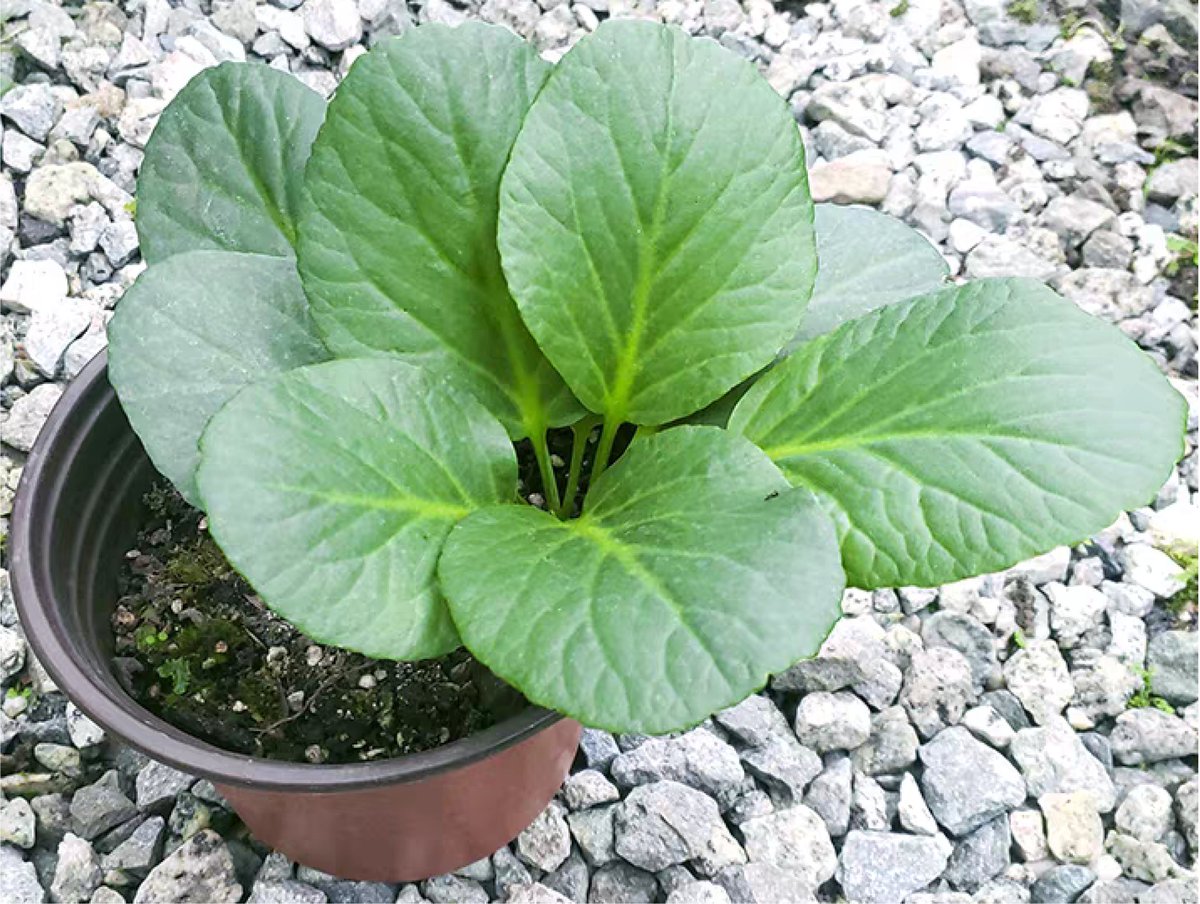 Azam_fms's tweet photo. We present the first complete cp genome of Bergenia crassifolia 🌿
🔬 156,378 bp | 128 genes | 84 PCGs
🌳 Sister to B. purpurascens &amp; B. scopulosa
Valuable insights into Bergenia evolution
#ChloroplastGenome #Phylogenomics 

Further reading: https://t.co/ybNTarhKuA https://t.co/TWrUEq1gOV
