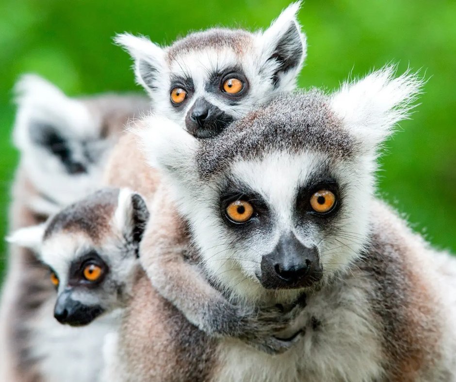 AlventusTravel's tweet photo. 🌍 Madagaskar
Baobaby 🌳, lemury 🐒 i rajskie plaże 🏝️ – egzotyka w najczystszej formie.

 ✈️ Zrealizuj podróż marzeń i zarezerwuj swój wyjazd już dziś! Link do ofert: https://t.co/AilQiVgG6y https://t.co/pjF62CIail