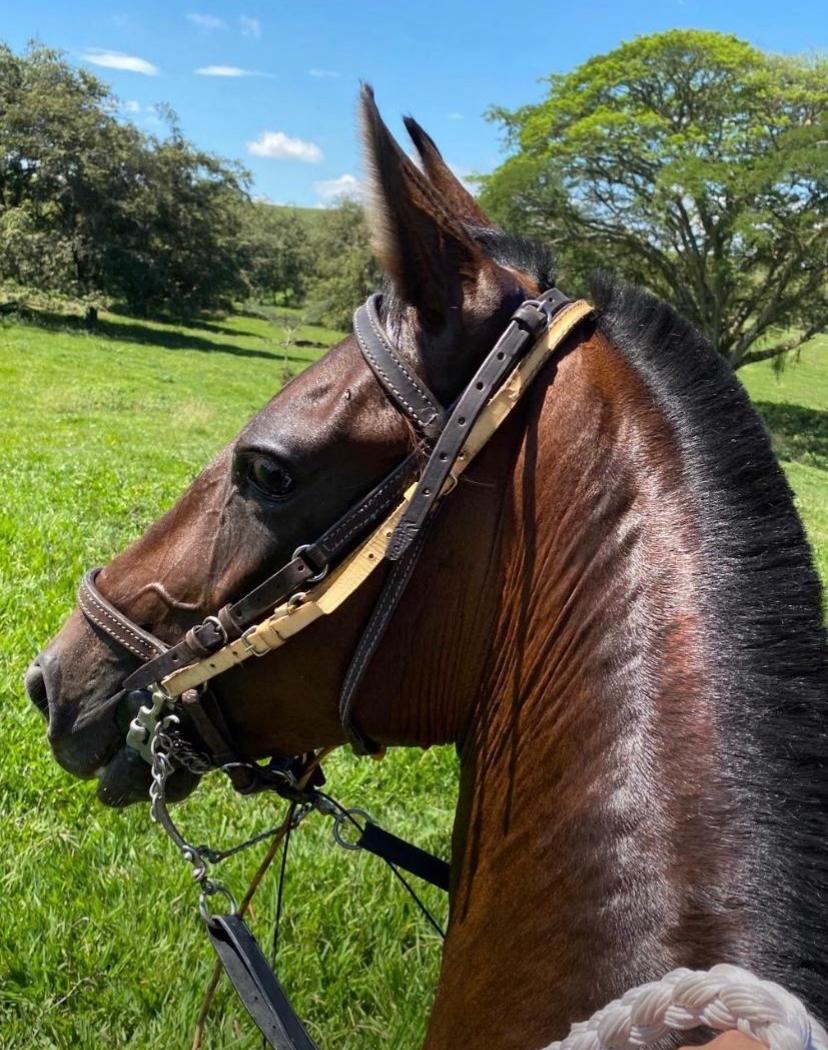 Fiel, noble y siempre presente, el caballo es mucho más que una herramienta de trabajo: es el amigo cercano del ganadero y compañero inseparable de las jornadas en el campo. 🐎🤍

@fedegan <a href="/jflafaurie/">José Félix Lafaurie</a> <a href="/PL_Paipa/">FEDEGAN PAIPA</a>  #ConstruyendoGanadería #OrgullosamenteGanaderos