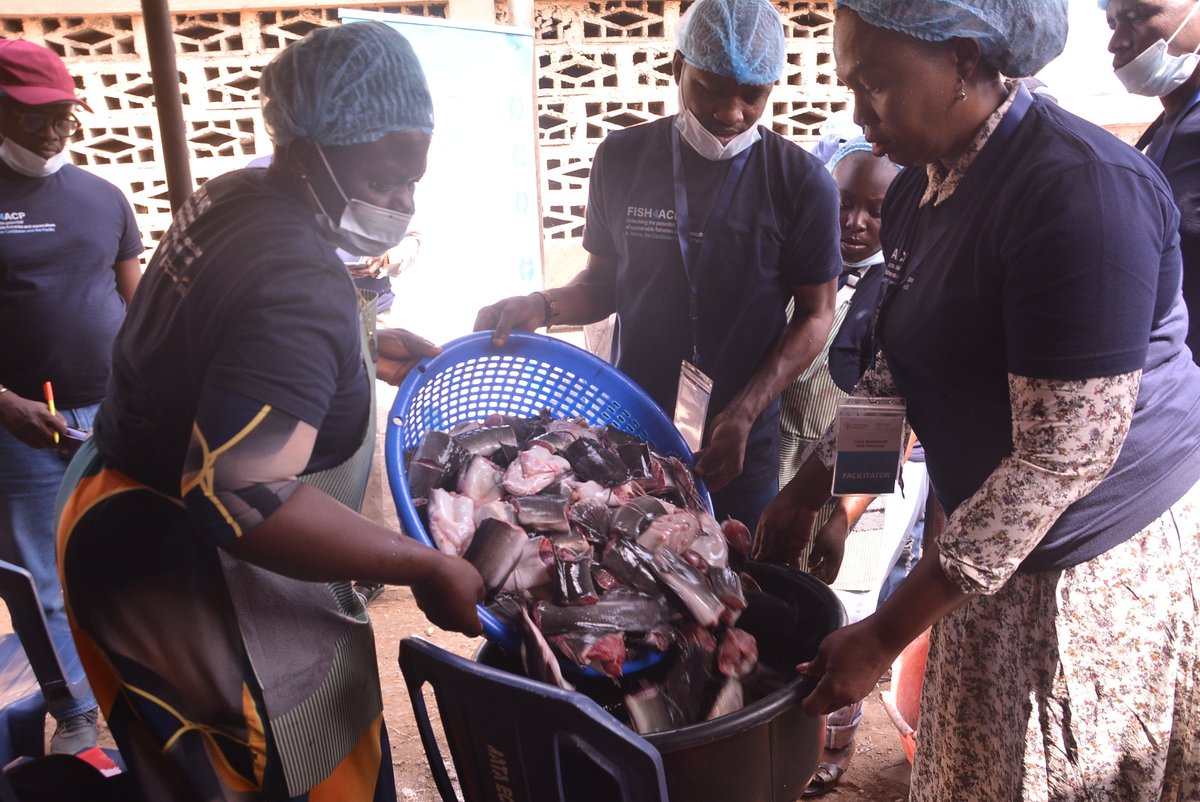 FAONigeria's tweet photo. 🌊A strong start to the year as @FAO’s #Fish4ACP project commence hands-on training for small-scale fish processors on improved fish smoking kilns, safety &amp; business skills to boost income &amp; sustainability across the fish value chain.
🙏🏾to @BMZ_Bund, @EU_Partnerships &amp; @PressACP https://t.co/K4FA54ff0N