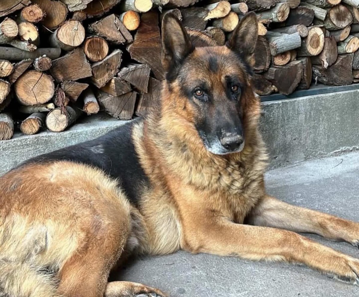 Buscan a los tutores de este perrito encontrado en Lirquén. Si lo reconoces, comunícate al +56981942627. Favor RT por si su familia lo está buscando!
#Lirquen