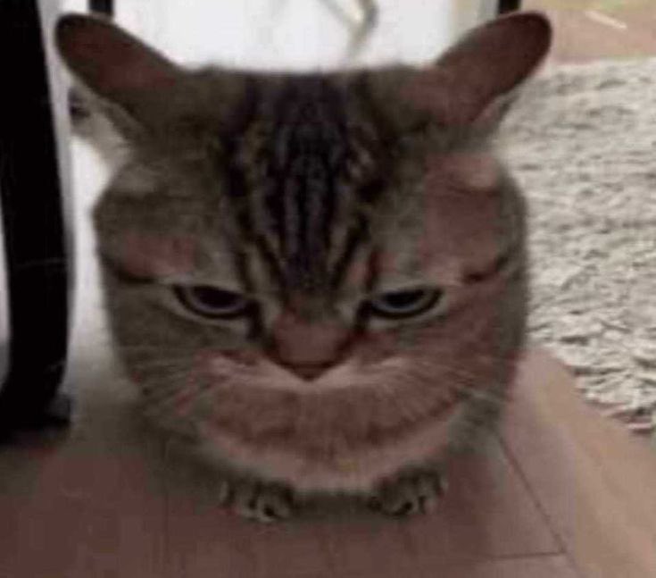 Mon🐉🖤 tweet media