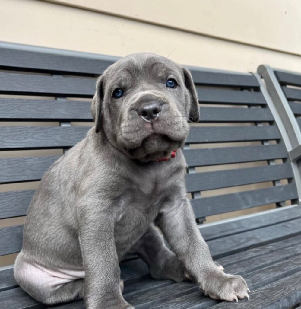 Fran Collins tweet media