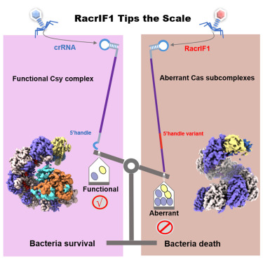 MolecularCell's tweet image. RNA anti-CRISPRs deplete Cas proteins to inhibit the CRISPR-Cas system dlvr.it/TQVhLR