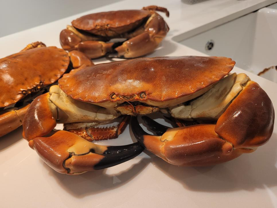wharveyandsons's tweet photo. Thank you to all our customers who continue to support us year on year.

We’ve loved seeing all your pictures enjoying our Shellfish at home and are looking forward to seeing them to come for this year 🎉

#cornishshellfish #wharveyandsons https://t.co/1mJjnTCoFX
