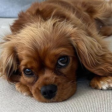 AnimalsHealthy tweet media