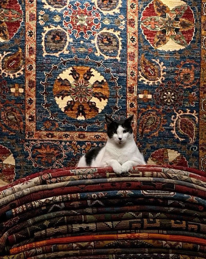 tuurqoise's tweet image. A Turkish cat on a Turkish carpet.