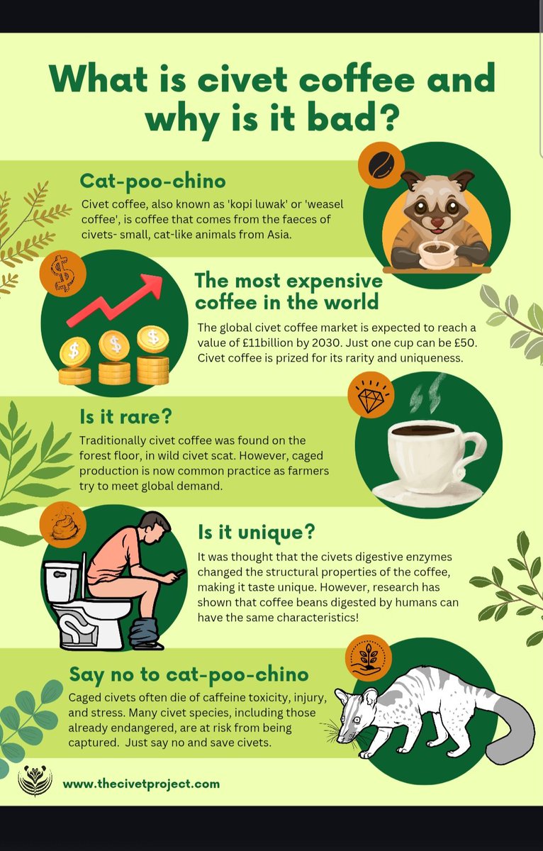 Stracilam znajoma. Zaprosila mnie na luwak coffee i odmowilam bo do jej produkcji lapie sie, zamyka w klatkach i sila karmi civety. Zwierzeta sa zle traktowane i umieraja ze stresu, wycienczenia i chorob. Po to zeby ktos napil sie kawy #luwakcoffee #AnimalCruelty