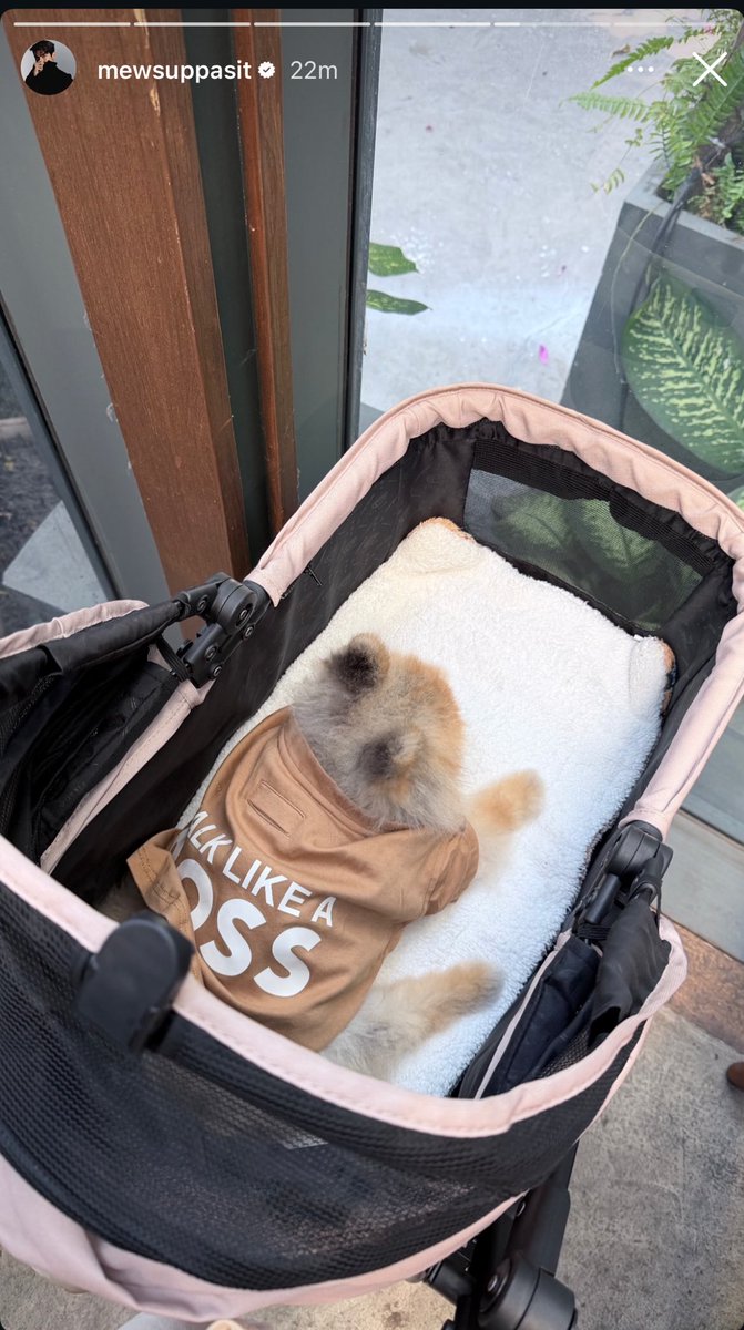 sillybearrrrr's tweet image. คิดถึงต้าวก้อนนนน 🥺🥹🐶🐻🤌🏻