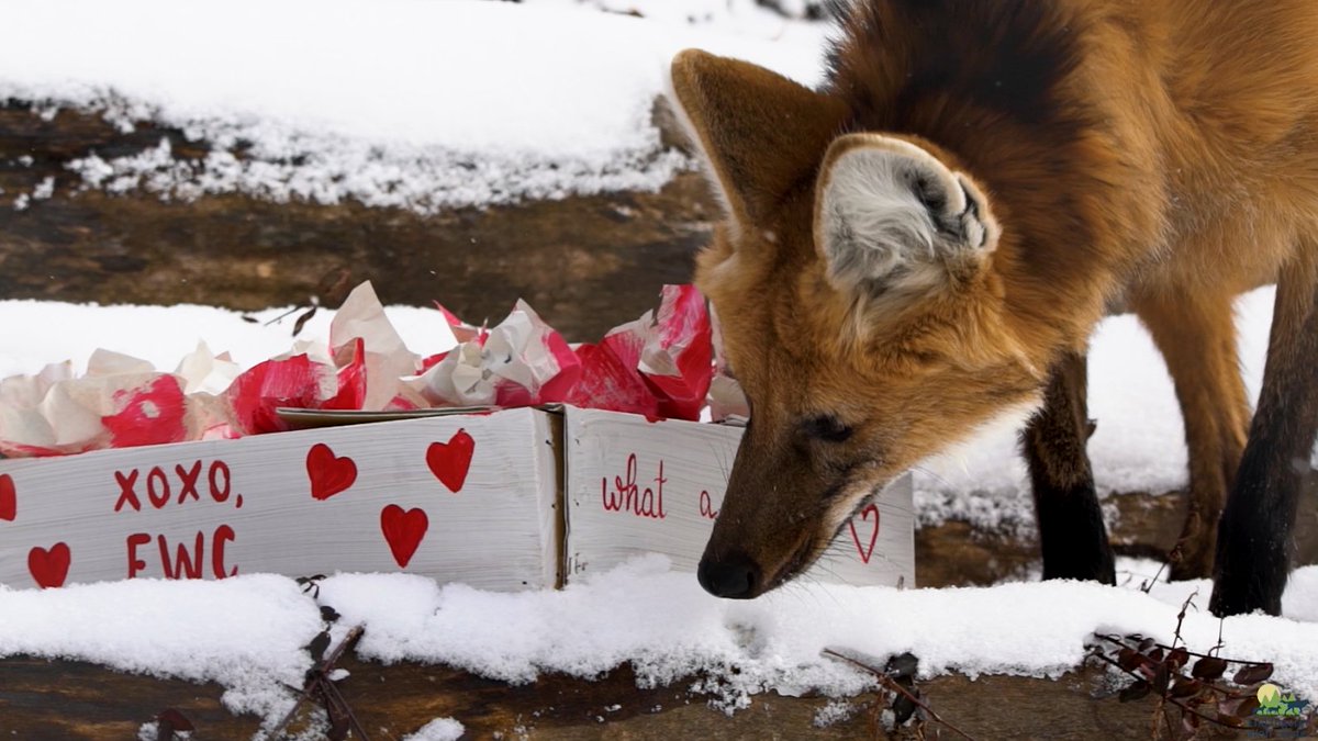 EndangeredWolfCenter tweet media