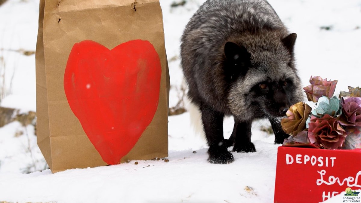 EndangeredWolfCenter tweet media