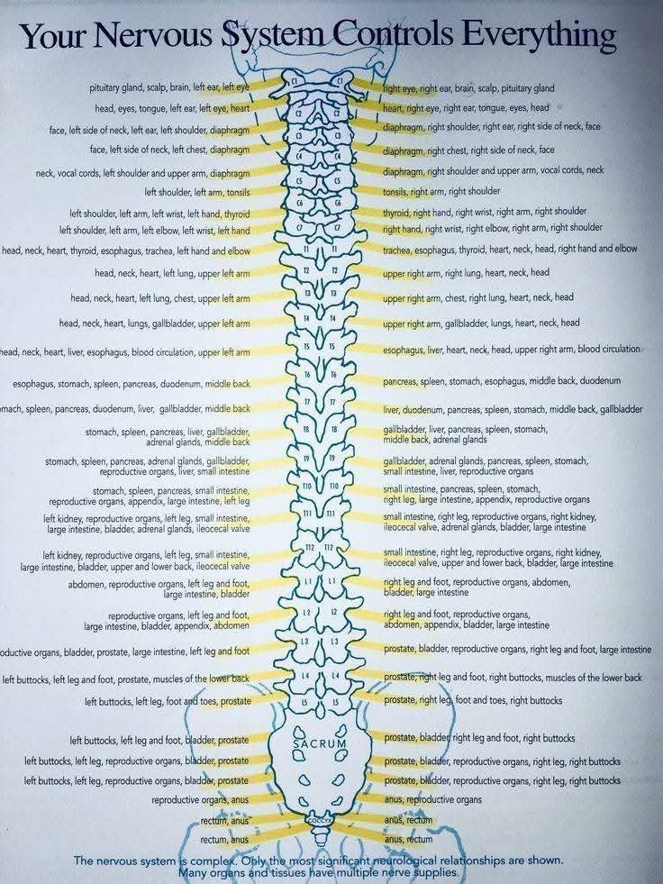 drwilliamwallac's tweet image. Your spine isn’t just a backbone, it’s your body’s "wiring harness."

Your spine isn’t just a stack of bones.
It’s the main cable connecting your brain to every organ, muscle, and sensation in your body.

Each level of your spine sends out branches (spinal nerves) that control…