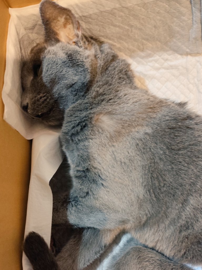 marimnyan's tweet photo. 先程、ロシアンブルーの愛猫が癌で亡くなりました。あと、10日程で12歳でしたが、闘病生活、最期までよく頑張りました。そして幸せな時間や思い出を沢山くれてありがとうございました。また逢いましょう。 https://t.co/D5ZXkThnZM