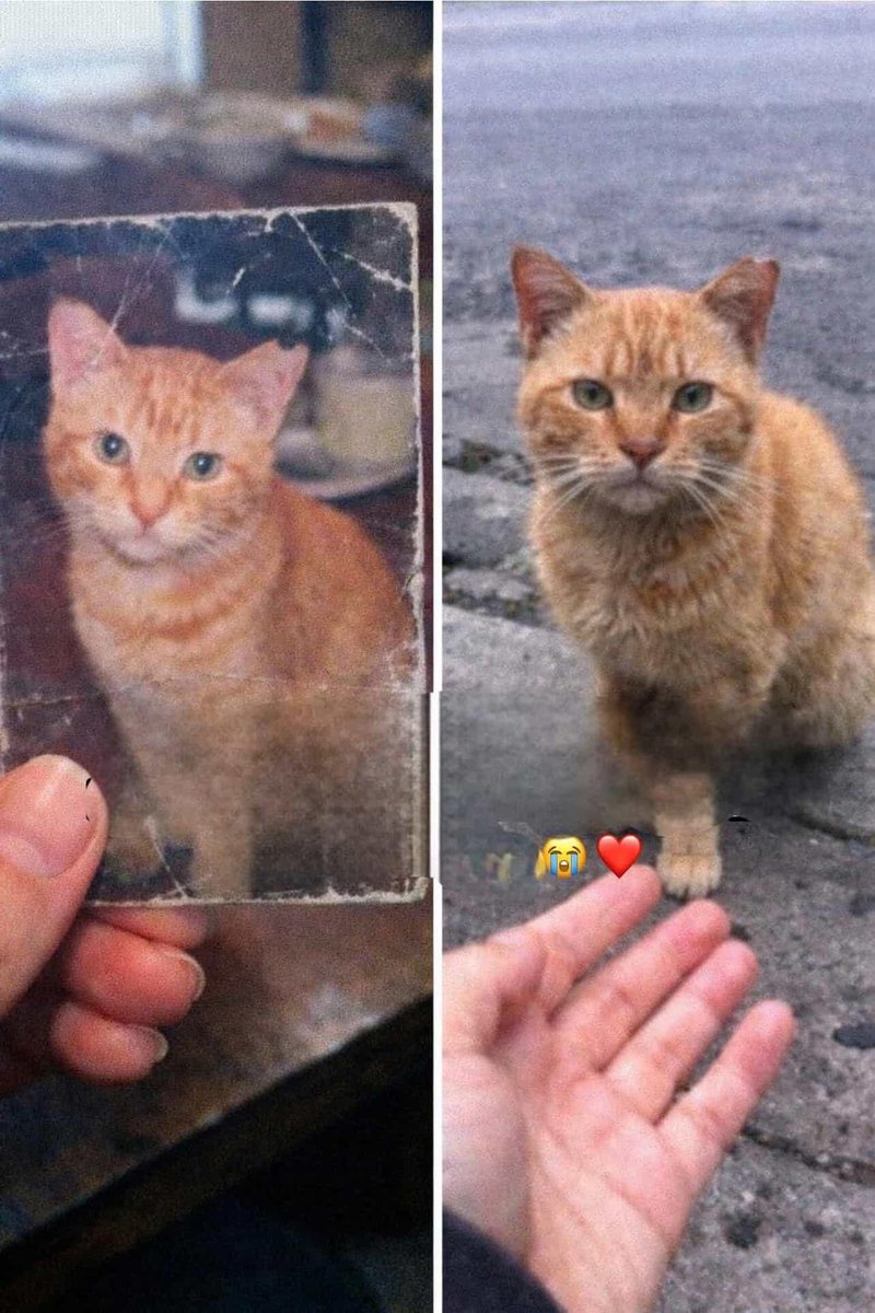 4 yıl önce, hırsızların kapıyı açık bırakmasıyla Nacho kayboldu. Sahibi onu aramaktan hiç vazgeçmedi. Herkes “bırak” dedi ama o hep bir gün tekrar tanıyacağını biliyordu.
Birgün, hiç gidilmemiş bir sokakta turuncu bir kediyle göz göze geldiler. Sol kulağındaki küçük iz her şeyi