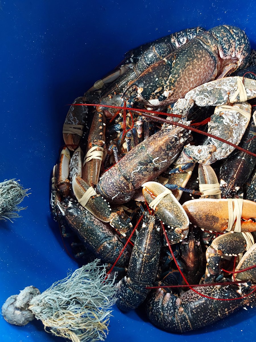 wharveyandsons's tweet photo. It’s a quiet time of the year but it doesn’t stop us from flicking back through our favourites folder 🦀🦞

#wharveyandsons #cornishshellfish https://t.co/ijewjvtuc0