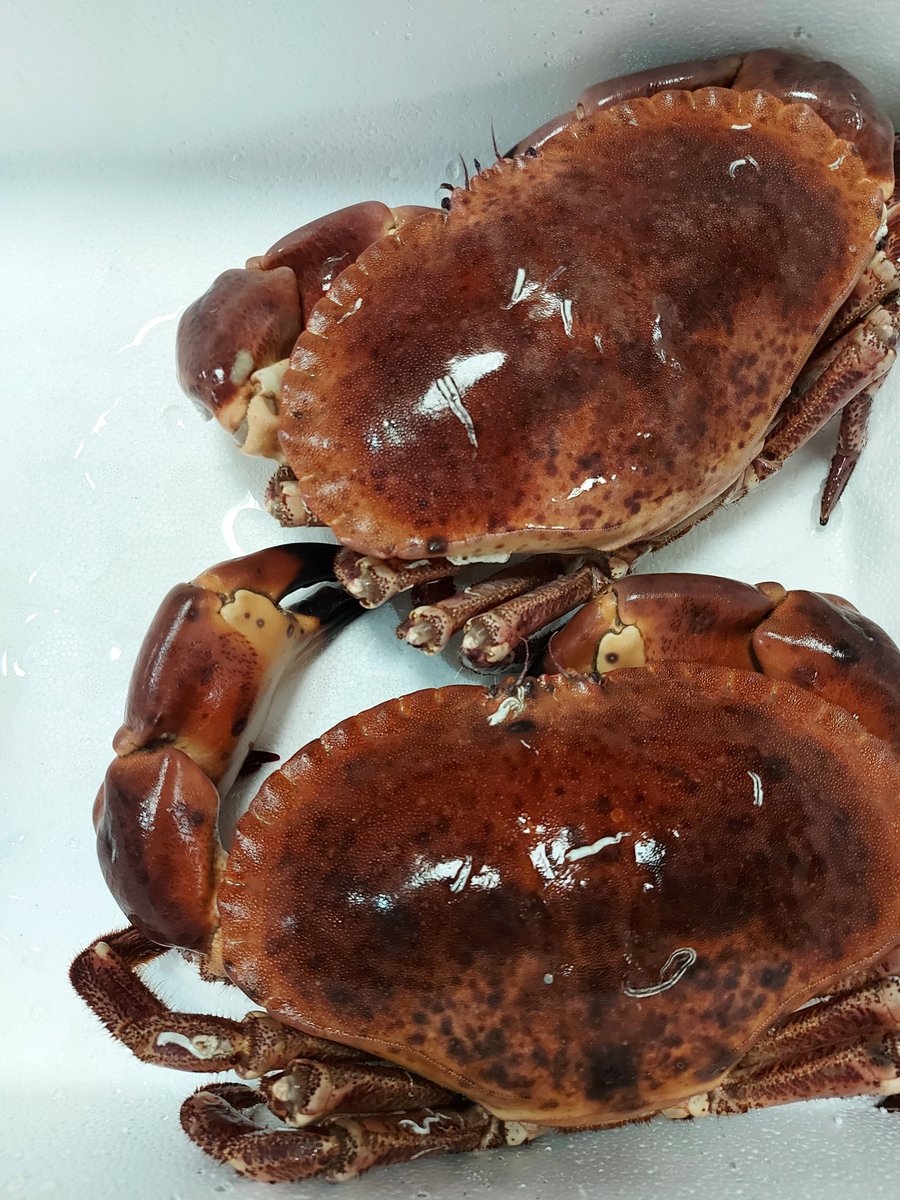 wharveyandsons's tweet photo. It’s a quiet time of the year but it doesn’t stop us from flicking back through our favourites folder 🦀🦞

#wharveyandsons #cornishshellfish https://t.co/ijewjvtuc0