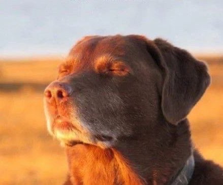 lalajacksgf's tweet image. Faz um ano que o Xaden e a Violet estão casados