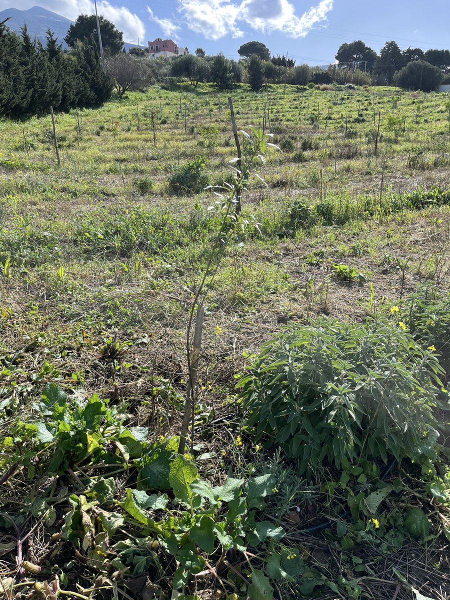 regenavocado tweet media