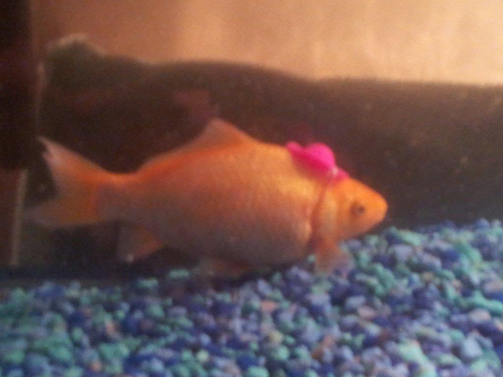 kindfishfriend's tweet image. place hat upon fish gently.