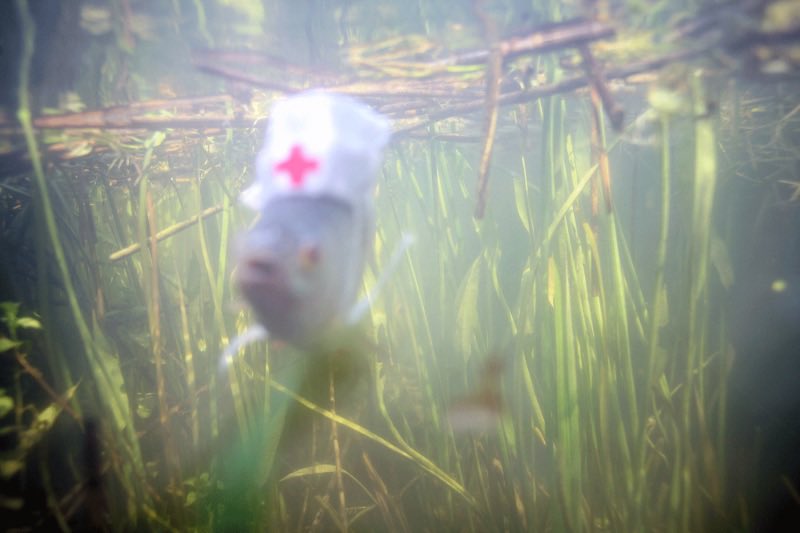 kindfishfriend's tweet image. place hat upon fish gently.