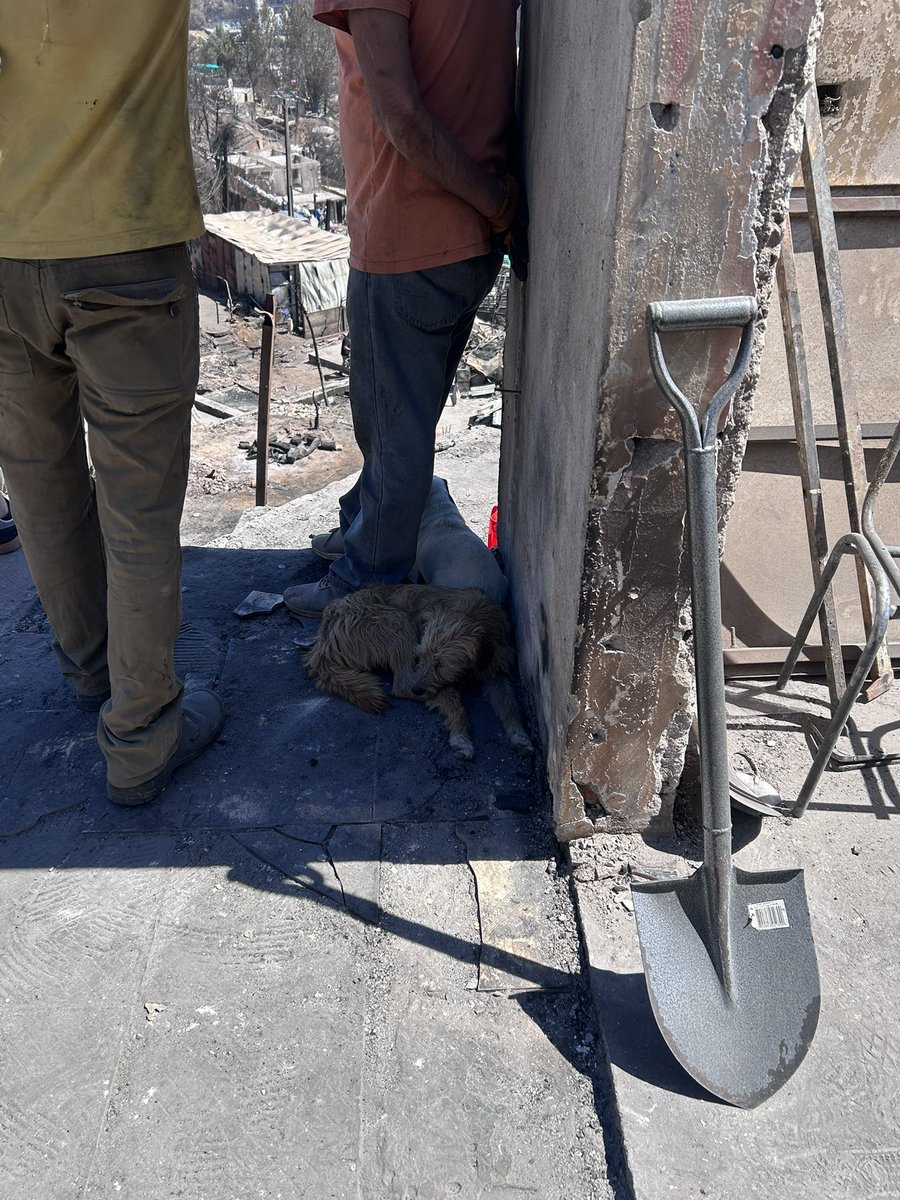 Cuantos likes a que mi pala ha hecho más trabajo por Penco-Lirquén que la diputada electa y su disfraz de campaña.