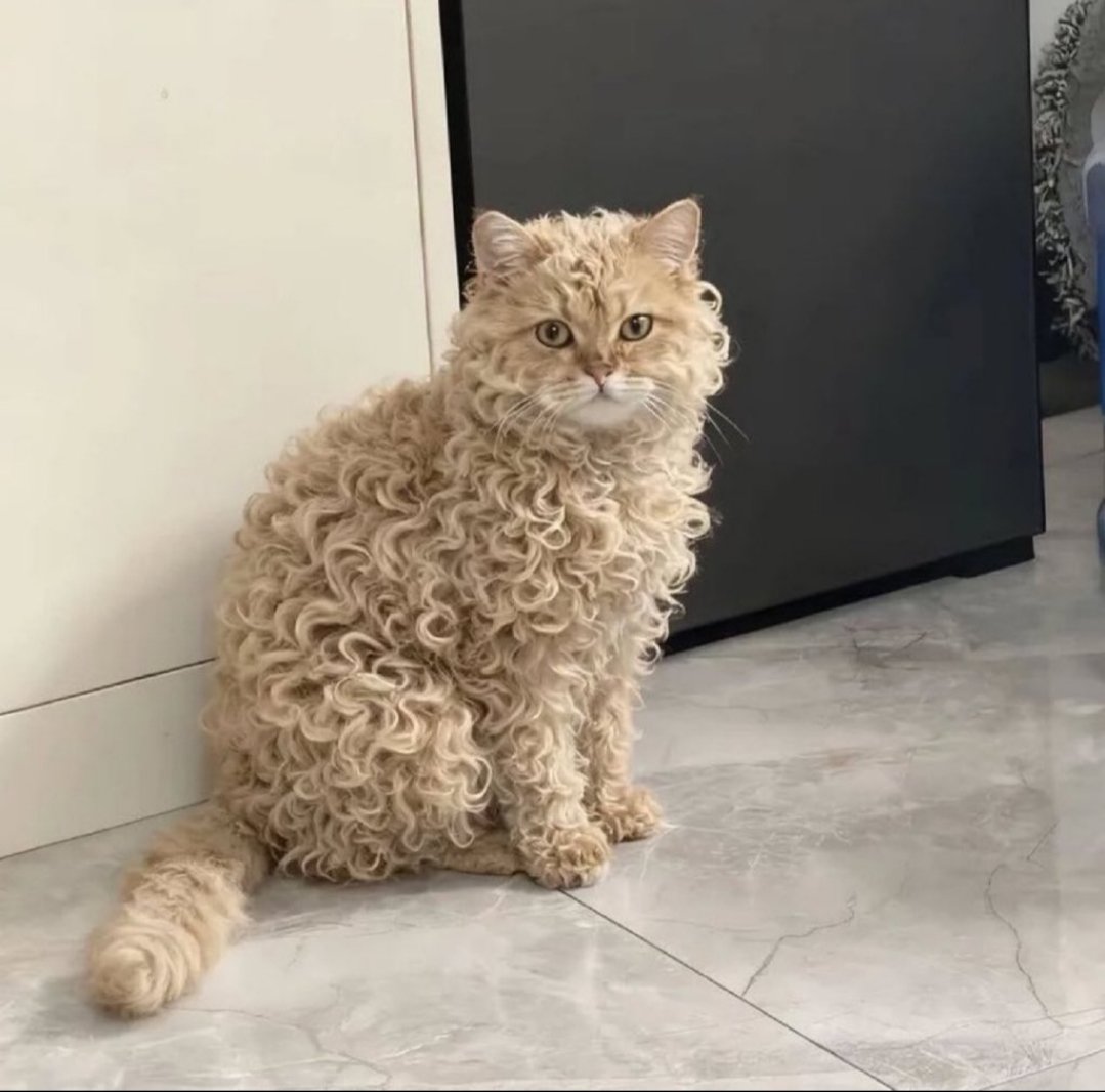 my cat is about to sing apateu apateu