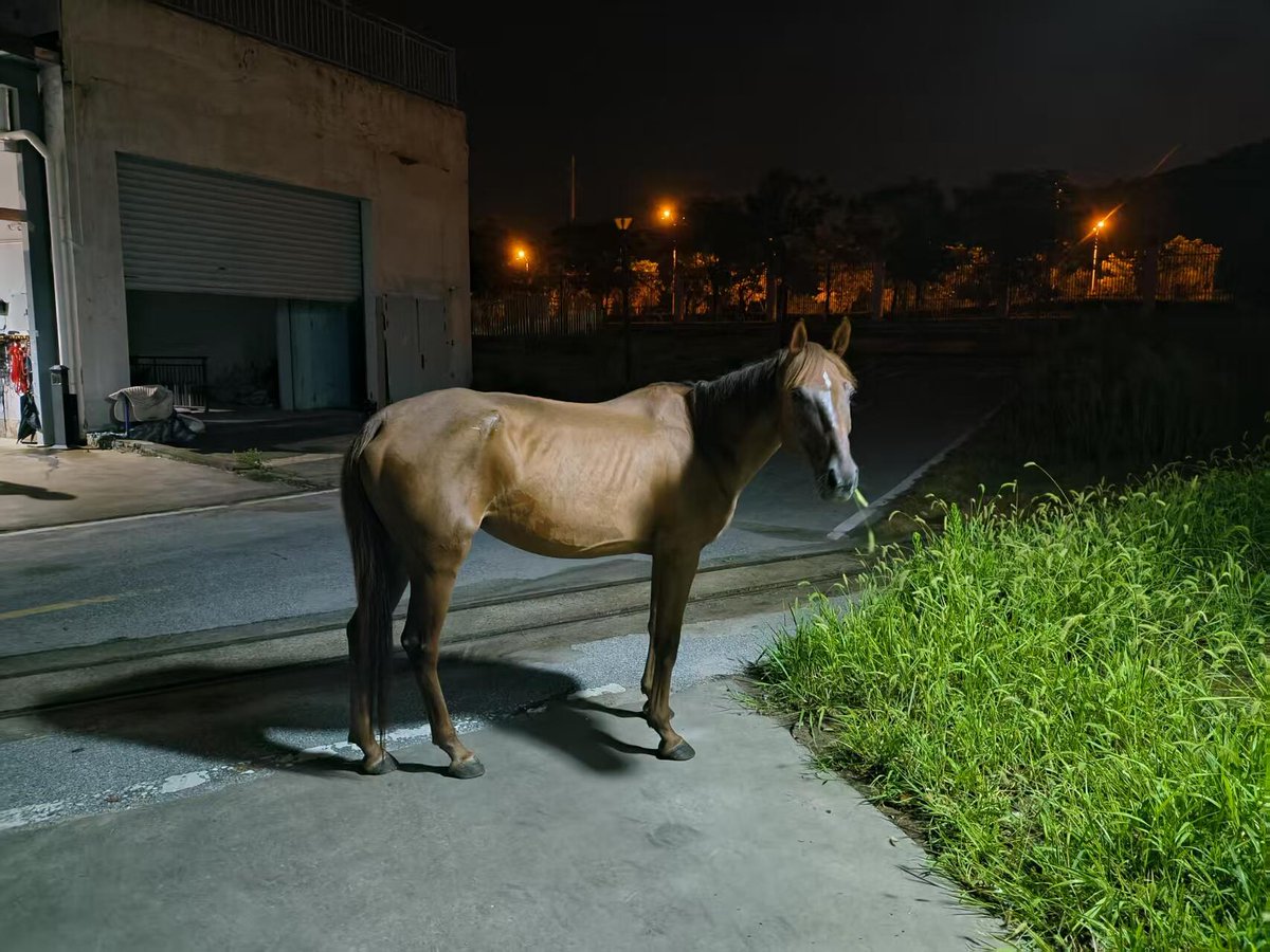 RunSakura7's tweet image. 光と荒野、小さなポニーの夜間写真