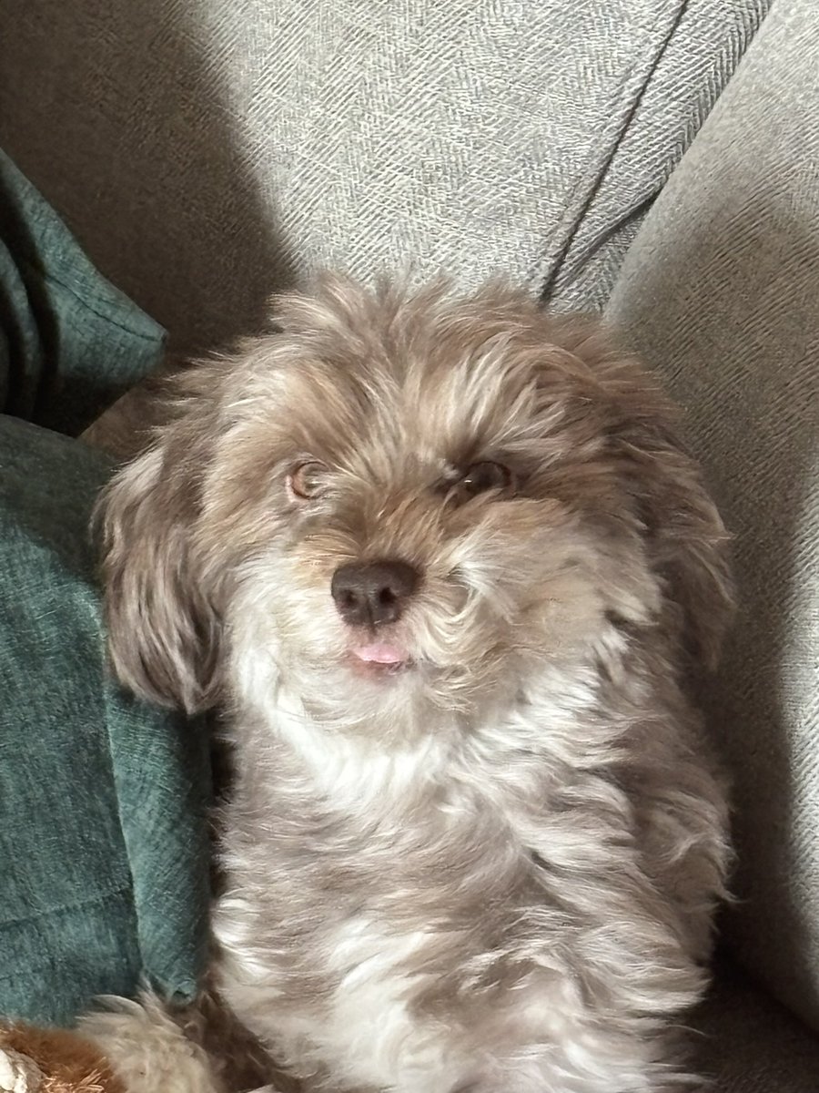 The idiot has awoken from his nap