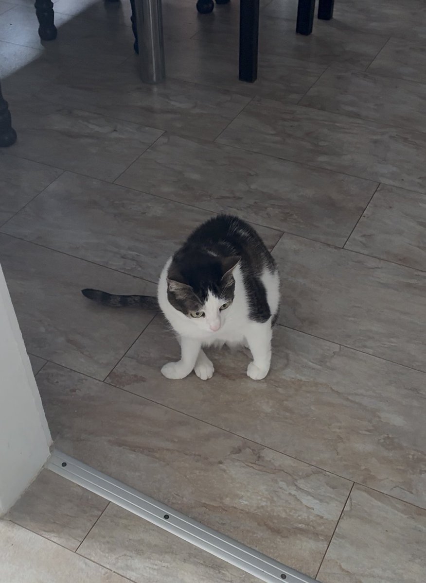 Crunchycat Luna tweet media