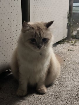 MichaeHT's tweet image. 夕方散歩していると、ぽっちゃりした小さな猫に出会いました。