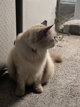 MichaeHT's tweet image. 夕方散歩していると、ぽっちゃりした小さな猫に出会いました。
