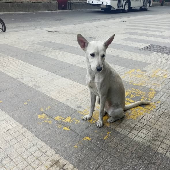 A64029345's tweet image. Está perrita fue abandonada por su despiadado dueño luego de vivir en apto está a su suerte en la calle, exactamente en la av San Martín frente a la iglesia nuestra señora Lourdes por favor quien pueda o quiera adoptar este ángel 04242595354 es muy cariñosa y tranquila. 📷📷📷📷
