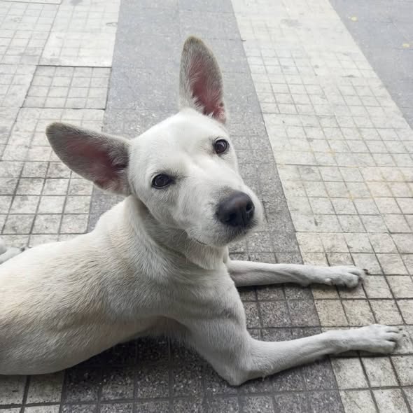 A64029345's tweet image. Está perrita fue abandonada por su despiadado dueño luego de vivir en apto está a su suerte en la calle, exactamente en la av San Martín frente a la iglesia nuestra señora Lourdes por favor quien pueda o quiera adoptar este ángel 04242595354 es muy cariñosa y tranquila. 📷📷📷📷