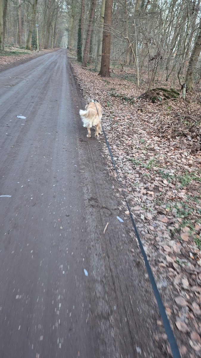 Op tijd thuis, even lekker met de hond het bos in. Vindt ie leuk....🐕